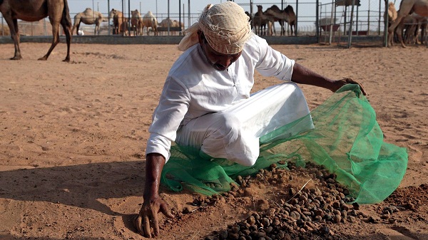 استخدام روث الإبل كوقود لإنتاج الاسمنت في شمال دولة الإمارات