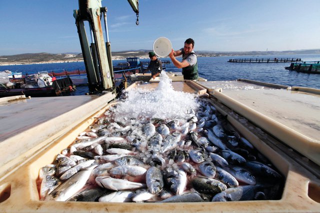 خبراء اقتصاديون يطالبون بتعزيز الاستفادة من الثروة السمكية ضمن برامج التنمية المستدامة 
