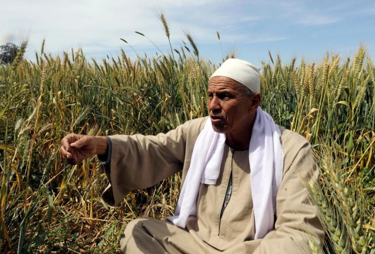 هيئة السلع المصرية تعلن أول مناقصة شراء أرز للعام 2018