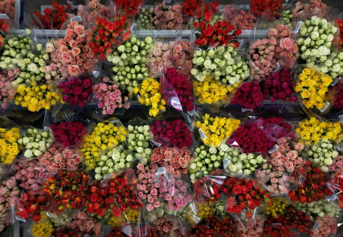 في «يوم الحب»..  كولومبيا تصدّر 700 مليون زهرة 