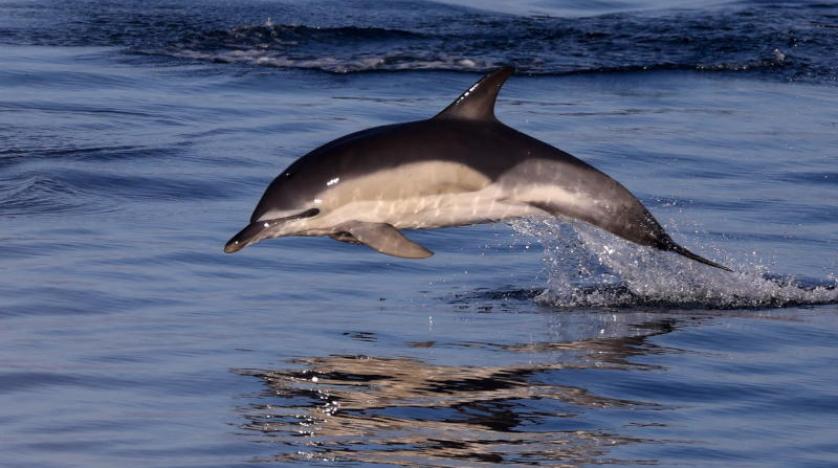 سويسرا.. اكتشاف دلافين كانت تعيش قبل عشرين مليون سنة!