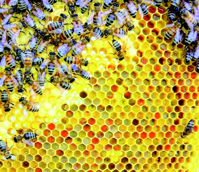  دراسة تكشف عن منشأ المركبات المضادة للميكروبات في عسل النحل