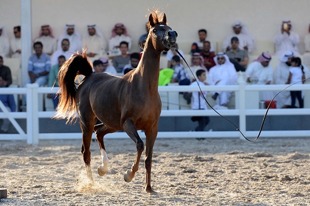  الكويت من أهم مراكز بيع الخيول العربية الاصيلة قديما
