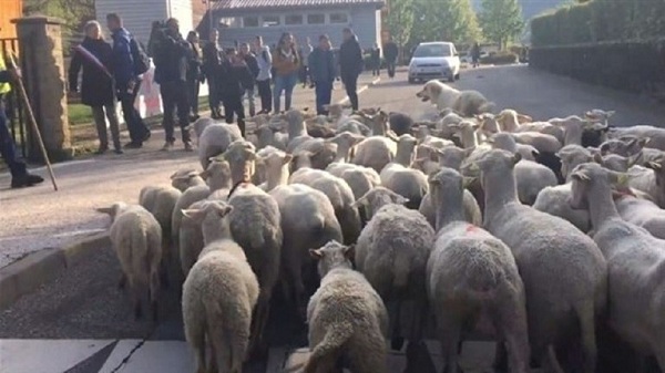تسجيل 15 خروفا كتلامذة في مدرسة فرنسية لإنقاذها من الإغلاق !