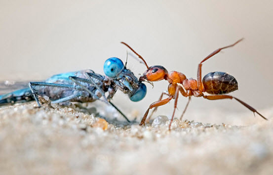 تراجع أعداد الحشرات يهدد الحياة على الأرض