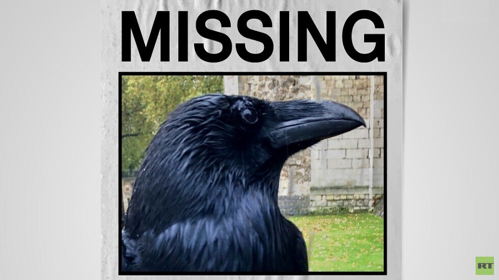 اختفاء «ملكة غربان» برج لندن  في ظروف غامضة يثير القلق