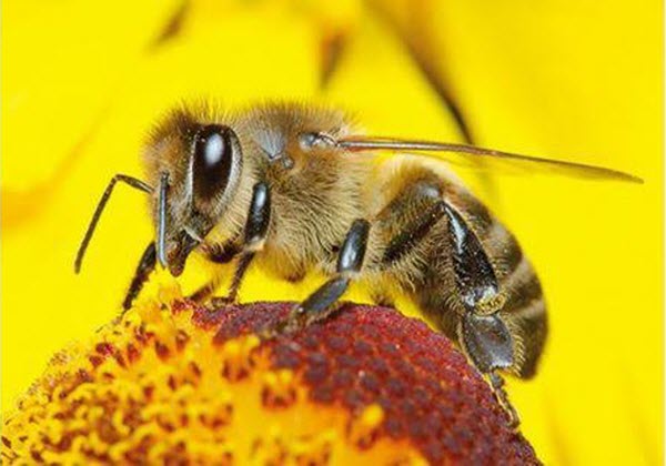 مستشارة التغذية بـ " معجزة الشفاء ": سم النحل يعزز تخفيف التهاب الجلد التأبي