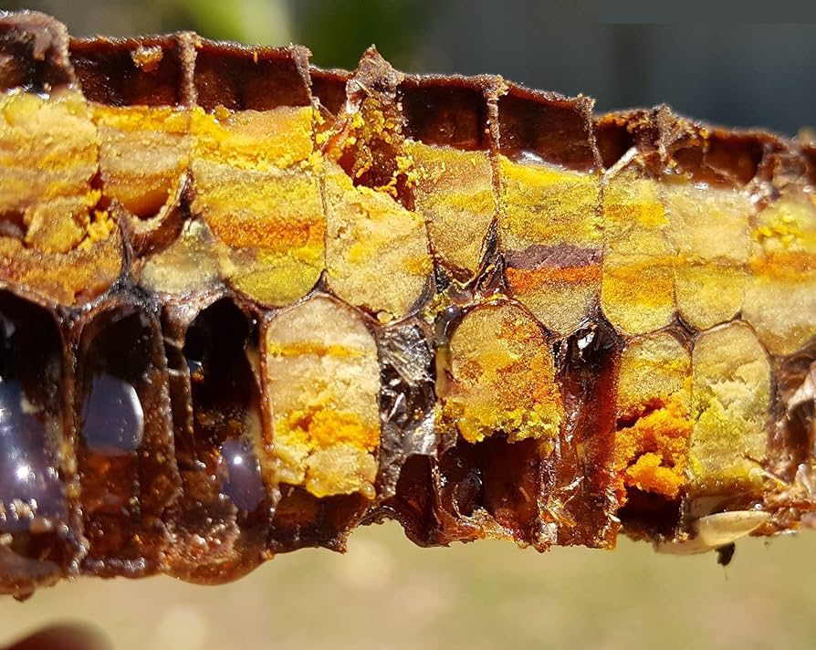 حبوب لقاح النحل وخبز النحل "bee bread" يكافحان السمنة المفرطة ومضاعفاتها