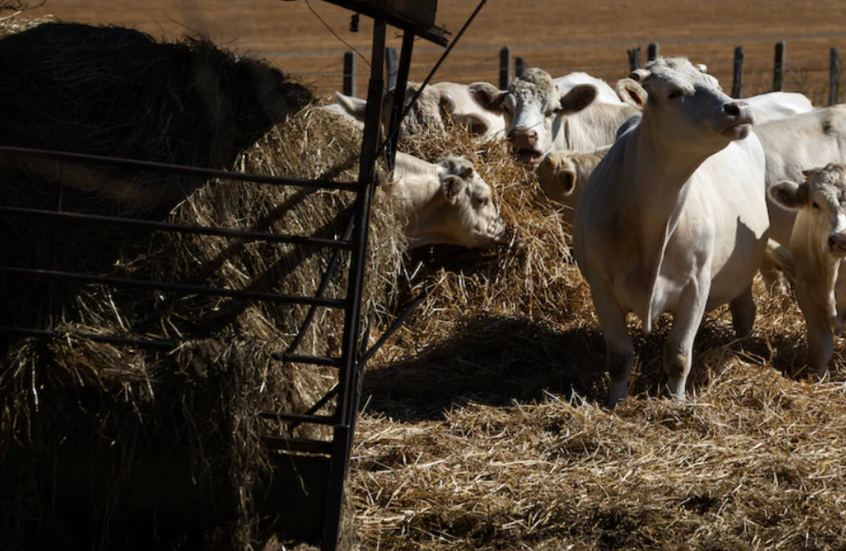 ������� �������� ���� ������� "�����" ����� 1.3 ����� �����