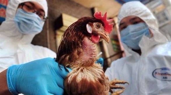 كوريا الجنوبية تعدم 190 ألف طائر بسبب إنفلونزا الطيور