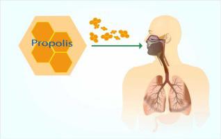 " معجزة الشفاء " : البروبوليس يساعد على تخفيف أعراض الربو