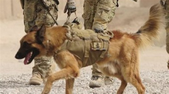 منح كلب في الجيش الأسترالي وسام الشجاعة لجهوده بأفغانستان