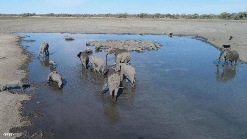 "كارثة موت الأفيال" في بوتسوانا.. مرض جديد أم سم قاتل؟