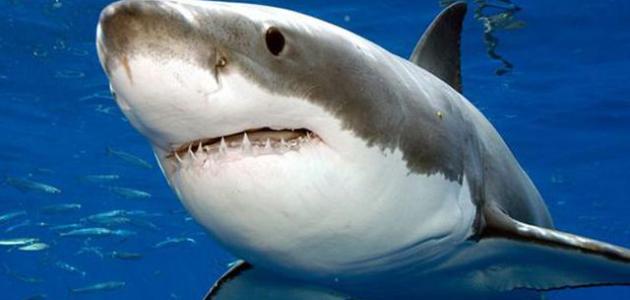 علماء أمريكيون يطالبون بإنقاذ أسماك القرش الأسود فى شمال الأطلنطى