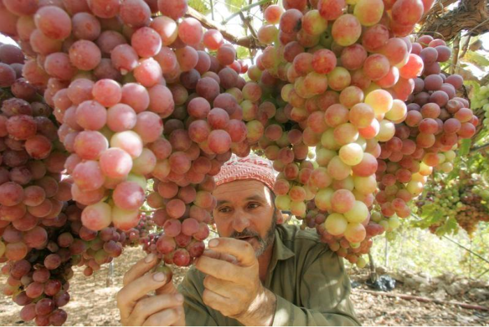فلسطينيون يواصلون تصنيع منتجات من العنب بذات الطرق التقليدية