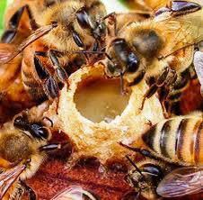  غذاء ملكات النحل يعزز تخفيف الالتهاب المناعي للمفاصل (  الروماتويد)