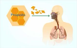  دراسة: صمغ النحل (البروبليس) يعزز حماية الجهاز التنفسي من أضرار التدخين