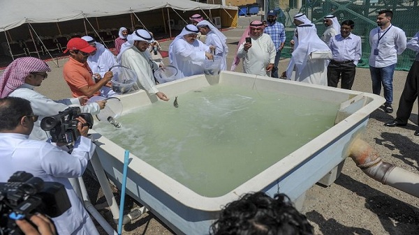 "الأبحاث" يطلق 120 ألف سمكة شعم وسبيطي في المياه الإقليمية الكويتية