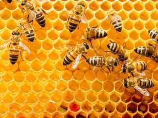 دراسات : استخلاص خمسة أنواع من  المركبات المضادة  للبكتريا  من انتاح النحل