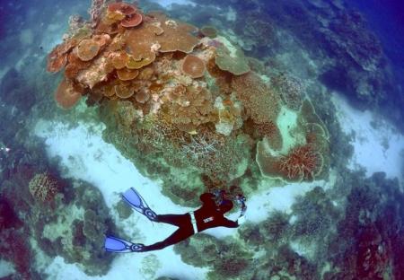 اليونسكو: على استراليا فعل المزيد لحماية الحاجز المرجاني