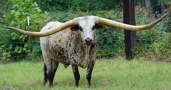 "بونتشو" الثور الأطول قرنين في العالم