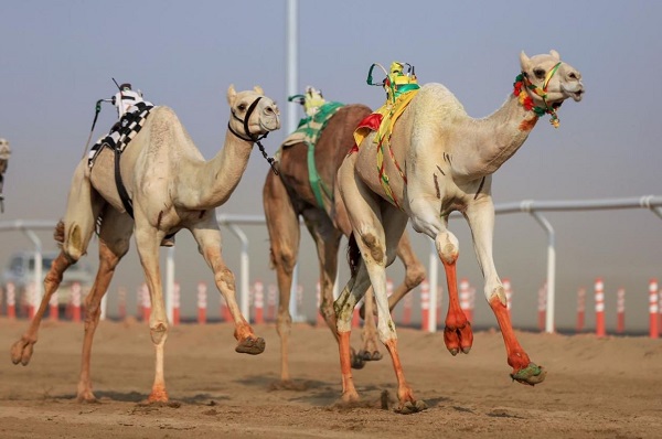 "غينيس" تعلن مهرجان ولي العهد السعودي للهجن الأكبر بالعالم 