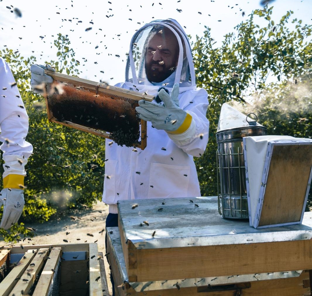 ����� �����: ���������� ���� �������� ������� ������� 