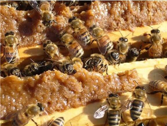  صمغ النحل يكافح التسوس ويحد من ميكروبات التهابات اللثة 