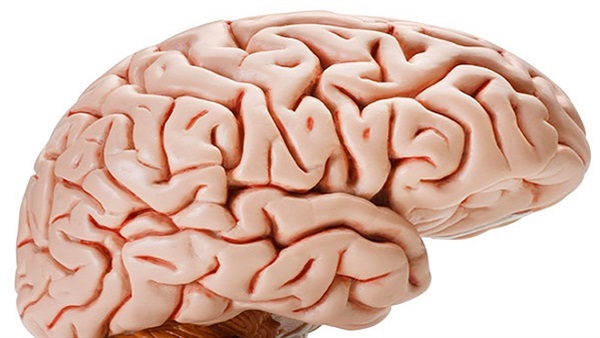 الاختلافات في حجم المخ مسؤولة عن نوبات الصرع