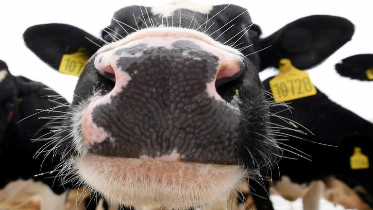 علماء: الأبقار تتواصل مع بعضها بالصوت والصورة