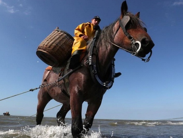    في بلجيكا الخيول تجر شبكات صيد الروبيان في تقليد لم يتغير منذ 600 عام