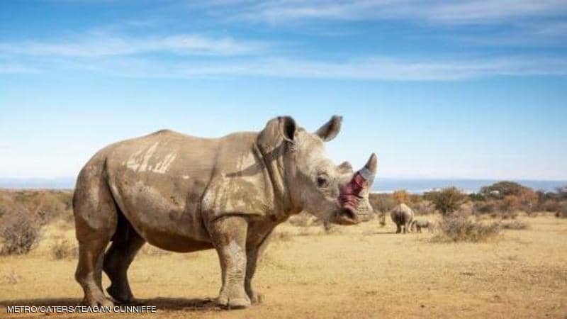 "تسميم" وحيد القرن.. حل مبتكر لإنقاذه من الانقراض والصيد