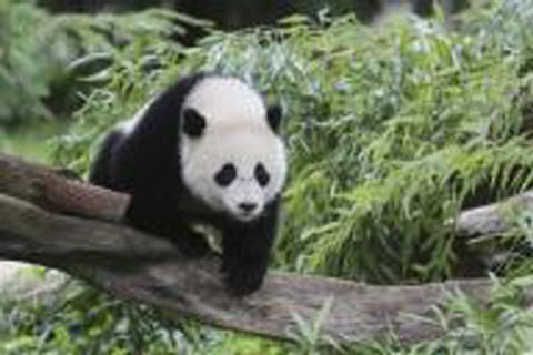 مولود جديد لدب الباندا الصيني في ماليزيا